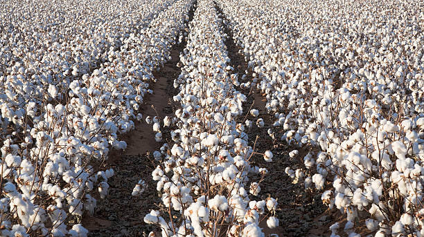 Le coton et la gaze de coton : Origine, Utilisation, Avantages dans les vêtements et Catégories de vêtements les plus portés - La boutique de Nannye