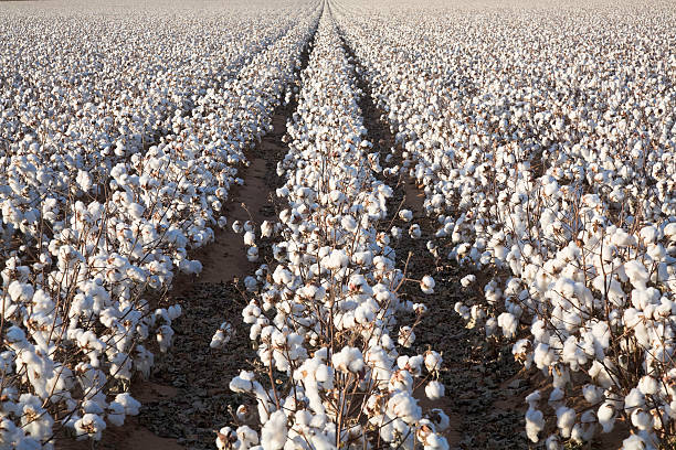Le coton et la gaze de coton : Origine, Utilisation, Avantages dans les vêtements et Catégories de vêtements les plus portés - La boutique de Nannye